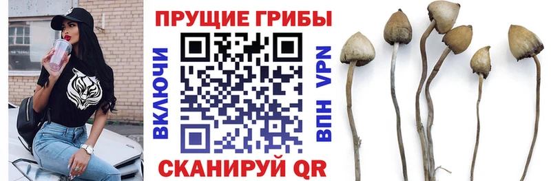 Купить где  Ленинградская  Псилоцибиновые грибы GOLDEN TEACHER 